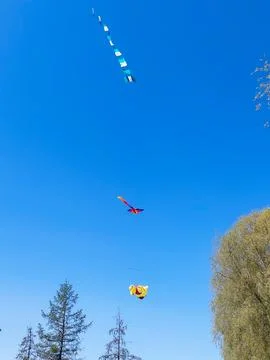 Multiple Colorful Kites Soaring High in Blue Sky Above Trees Stock Photos