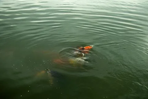 Multiple colorful koi fish competing for food in dark pond water. Stock Photos