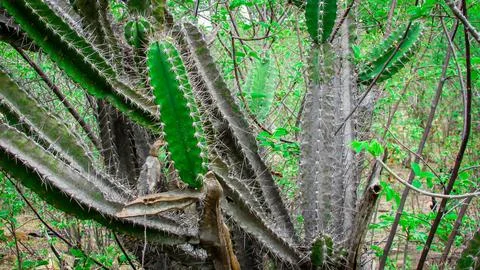Multiple columnar cacti with sharp spines, contrasting with the rich green .. Stock Photos