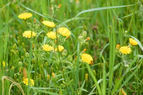 Multiple common andryala in bloom closeup view between grass Stock Photos