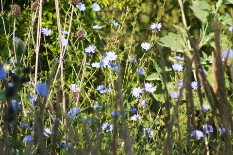 Multiple common chicory in bloom closeup view with selective focus on foregro Foto stock
