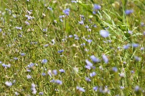 Multiple common chicory in bloom field with selective focus Foto stock