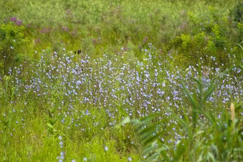 Multiple common chicory in bloom field with selective focus on foreground Stock Photos