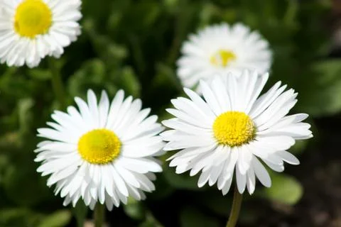 Multiple common daisy close-up with green background Stock Photos