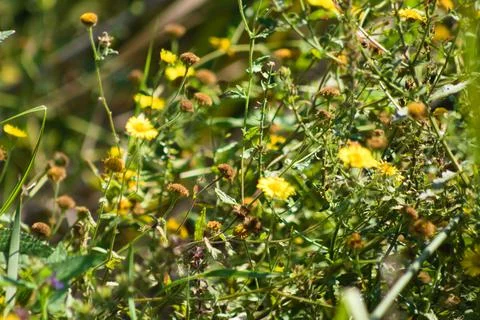 Multiple common fleabane in bloom closeup view with selective focus on foregr Stock Photos