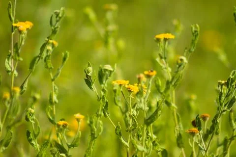 Multiple common fleabane in bloom closeup view with vivid green blurred backg Stock Photos
