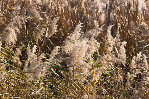 Multiple common reed seeds closeup view with selective focus on foreground Stock-Fotos