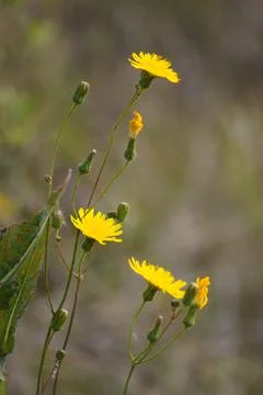 Multiple common sowthistle in bloom closeup view with blurred background Stock Photos