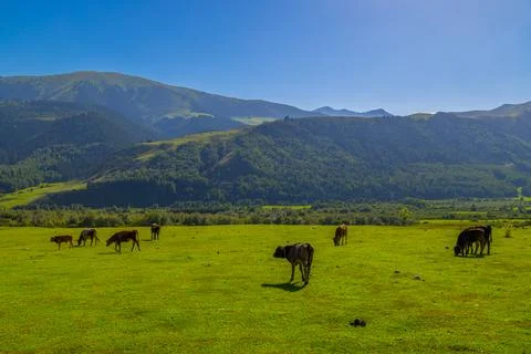 Multiple cows grazing in serene rural landscape in Kyrgyzstan Фото