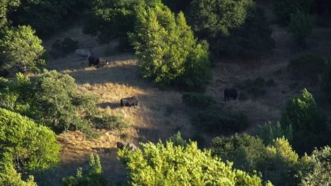 Multiple Cows Roaming on Hill Stock Footage