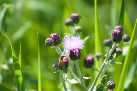 Multiple Creeping thistle in bloom closeup view with selective focus Stock Photos