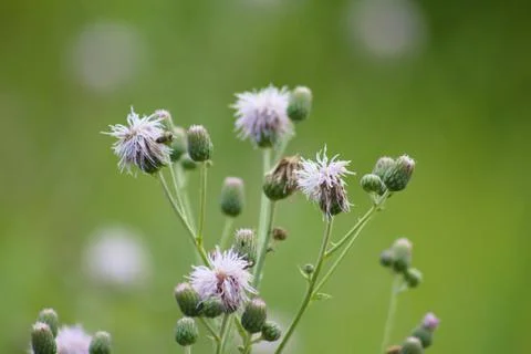 Multiple creeping thistle in bloom closeup view with selective focus on foreg Foto stock