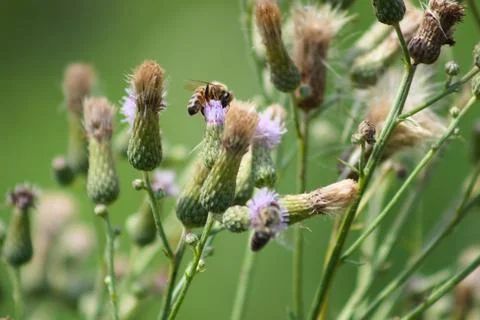 Multiple creeping thistle in bloom closeup with selective focus Stock-Fotos