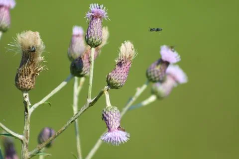 Multiple creeping thistle in bloom with insects flying closeup view Stock-Fotos