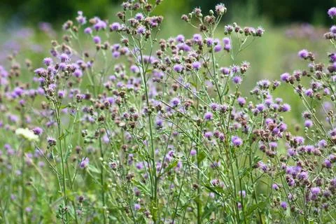 Multiple creeping thistle in boom closeup with selective focus Foto stock