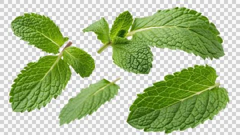 Multiple crisp mint leaves in a transparent background PNG Stock Photos