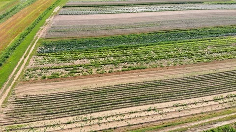 Multiple crops ready for harvest on large farm, outdoors and greenhouse, Stock Footage 121159064