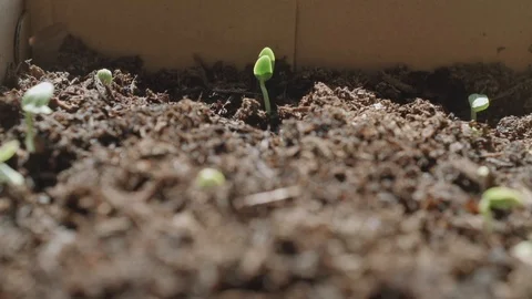Multiple Cucumber Sprouts Rising from Dirt Stock Footage 128238755