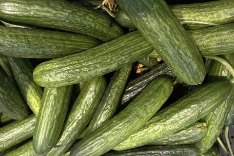 Multiple cucumbers are stacked closely together in a basket at a market. The  Stock-Fotos