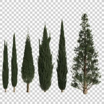 Multiple Cupressus sempervirens trees 3d illustration on transparent backgrou Stock Photos