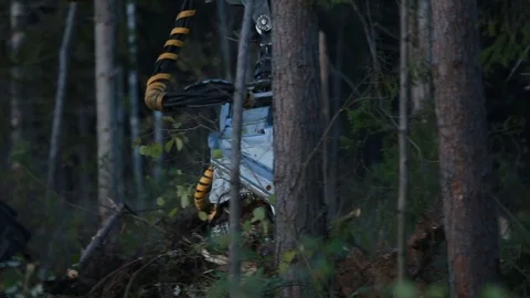 Multiple cutting in a forest Stock Footage 84199620