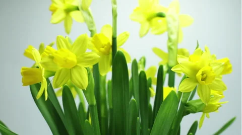 Multiple Daffodils blooming Video stock 40329492