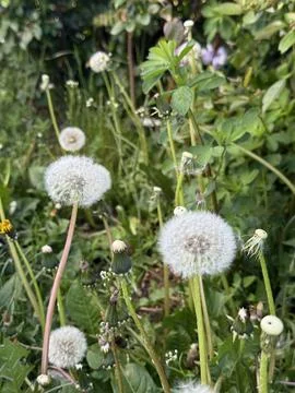 Multiple dandelions in a natural environment Stock Photos