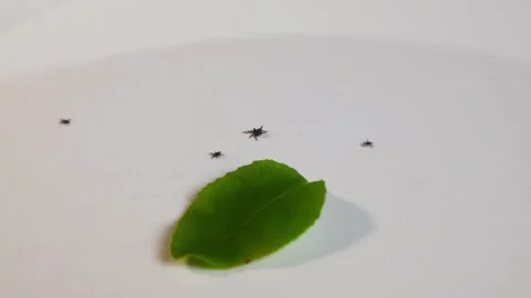 Multiple dangerous ticks crawling near a leaf on a white background Video stock 339417883