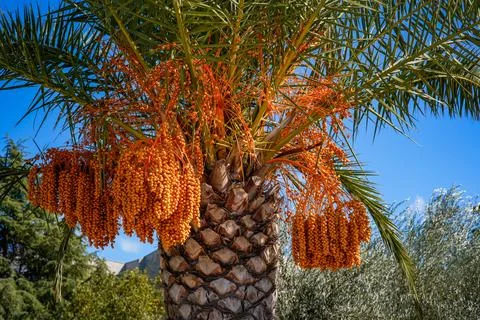 Multiple Date Clusters on Palm Tree Stock Photos