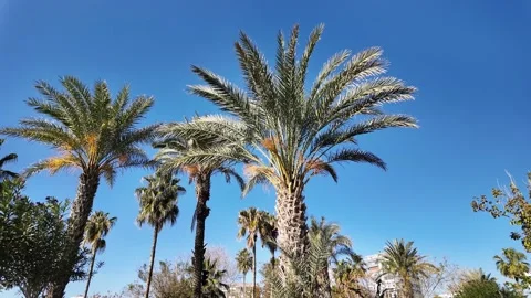 Multiple Date Palm Trees Pan Left Deep Blue Sky Video stock 337786886