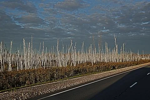 Multiple Dead Broken Birch Trunks, surreal Dead Forest 스톡 사진