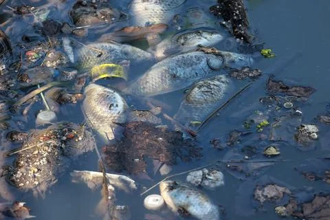 Multiple dead fish and plastic garbage floating in polluted water Stock Photos