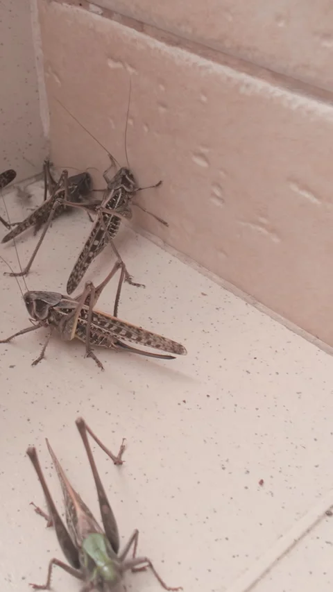 Multiple Decticus verrucivorus bush-crickets on marble staircase, grasshopper Vidéo 338135254