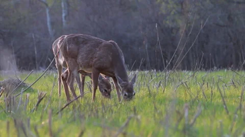 Multiple deer grazing in beautiful green meadow Stock Footage 49725318