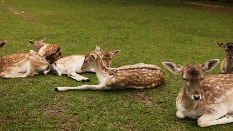 Multiple deer lying on grass and resting together Stock Footage 324573697