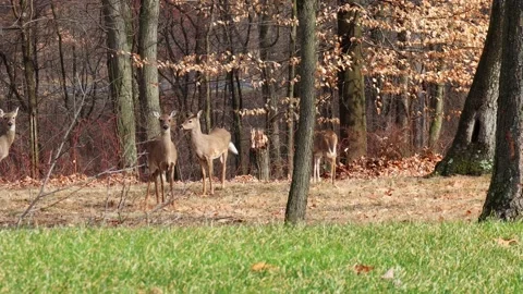 Multiple deer in wooded area staring at camera before walking and running away Stock Footage 234899465