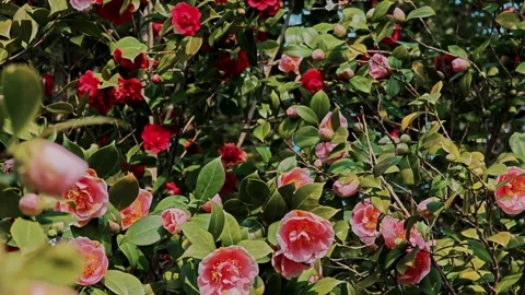 Multiple delicate pink camellia flowers growing together in a sunny park. Stock Footage 332178914