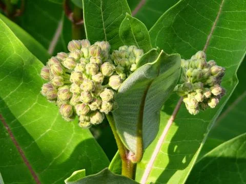 Multiple Developing Inflorescences of Asclepias syriaca Stock Photos