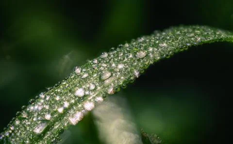 Multiple Dew Drops on a Blade of Grass Stock Photos