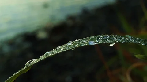 Multiple dew drops sit on a blade of grass near the edge of a lake, early mor Stock Footage 93782195