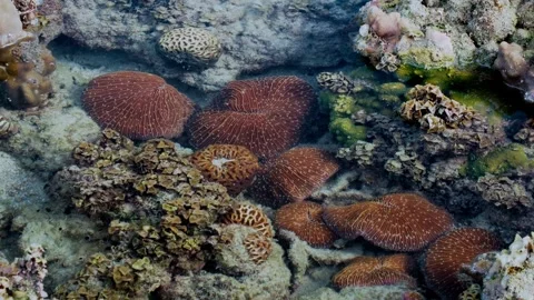 Multiple Disc-Shaped Corals Scattered Across a Shallow Rocky Reef 스톡 동영상 342089394