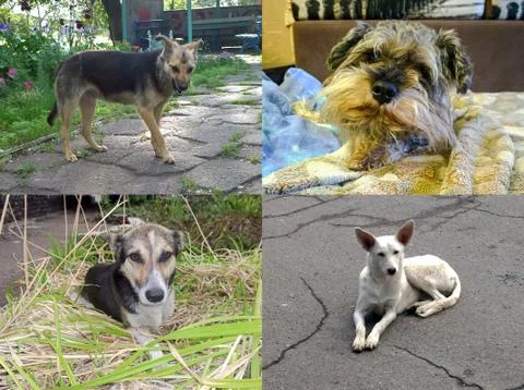 Multiple dog angles Stock Photos