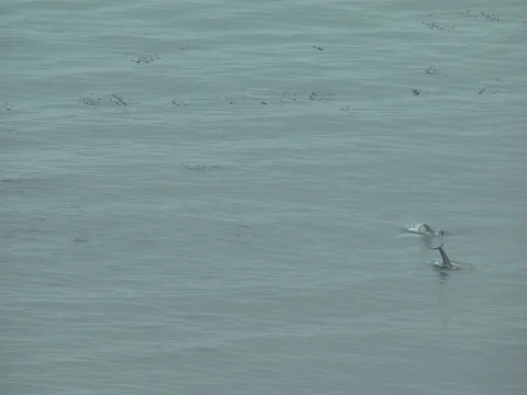 Multiple dolphins feeding (2) Stock Footage 108414493