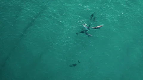 Multiple Dolphins Swimming in Teal Ocean Stock Footage 327851693