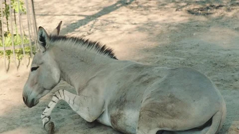 Multiple donkeys resting on dirt ground in rural animal enclosure Video stock 342714675