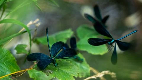 Multiple dragonflies Stock Photos