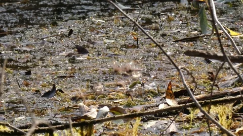Multiple dragonflies swarming over muddy wetland pond Vídeos de archivo 334999691