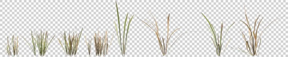 Multiple dry grass plants 3d illustration on transparent background Stock Illustration