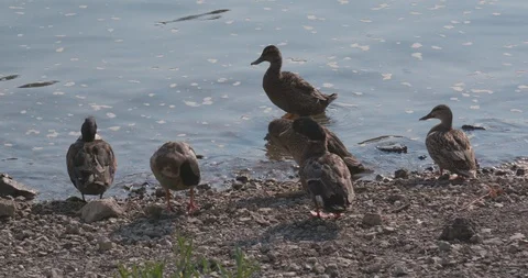 Multiple Ducks Coming Ashore Along River 動画素材 92325193