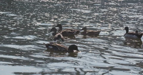 Multiple Ducks Floating Along River Vídeos de archivo 92325136